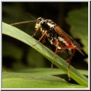 Aglaostigma discolor - Blattwespe 02c 10mm.jpg